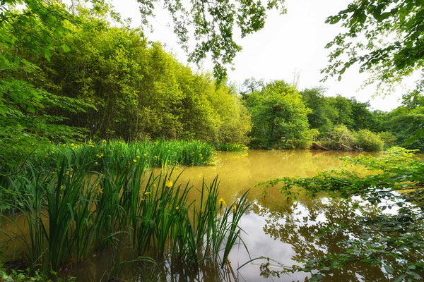 bois de thouars talence